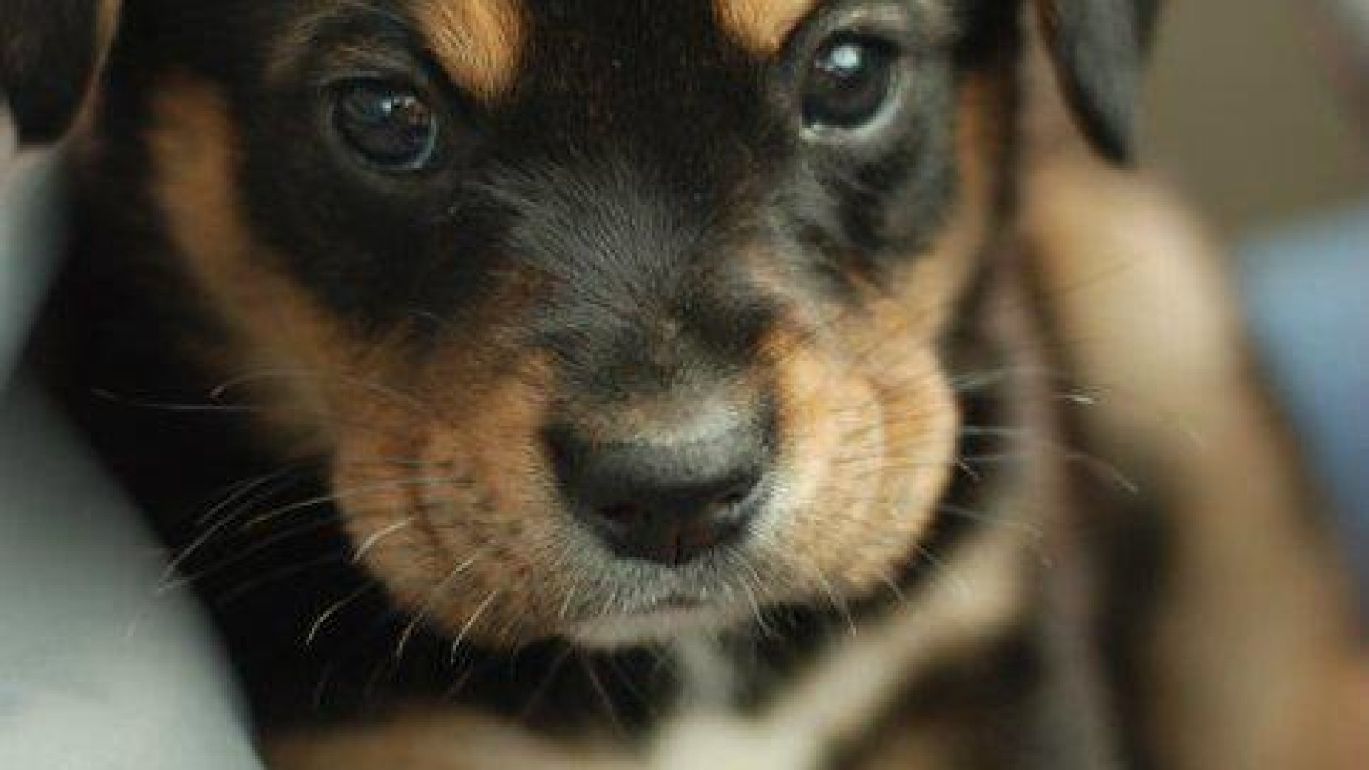 Állatvédő vagyok, de egyre kevésbé segít a Facebook  megosztás, mit tegyek?